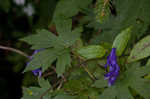 Southern blue monkshood <BR>Monkshood